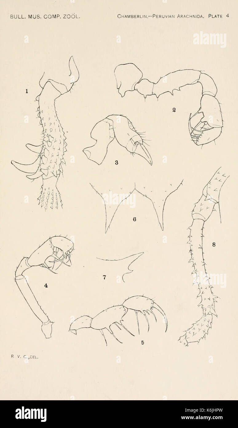 Bulletin du Museum of Comparative Zoology de Harvard College (planche 4) BHL2748625 Banque D'Images