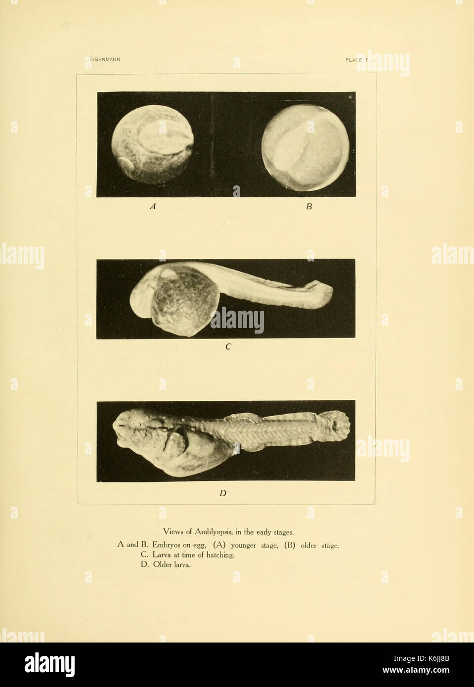 Cette illustration représente divers vertébrés vivant dans des grottes trouvés à travers l'Amérique, montrant les adaptations des espèces vivant dans des environnements sombres et souterrains. Ces animaux ont développé des caractéristiques uniques pour prospérer dans leurs habitats spécifiques. Banque D'Images
