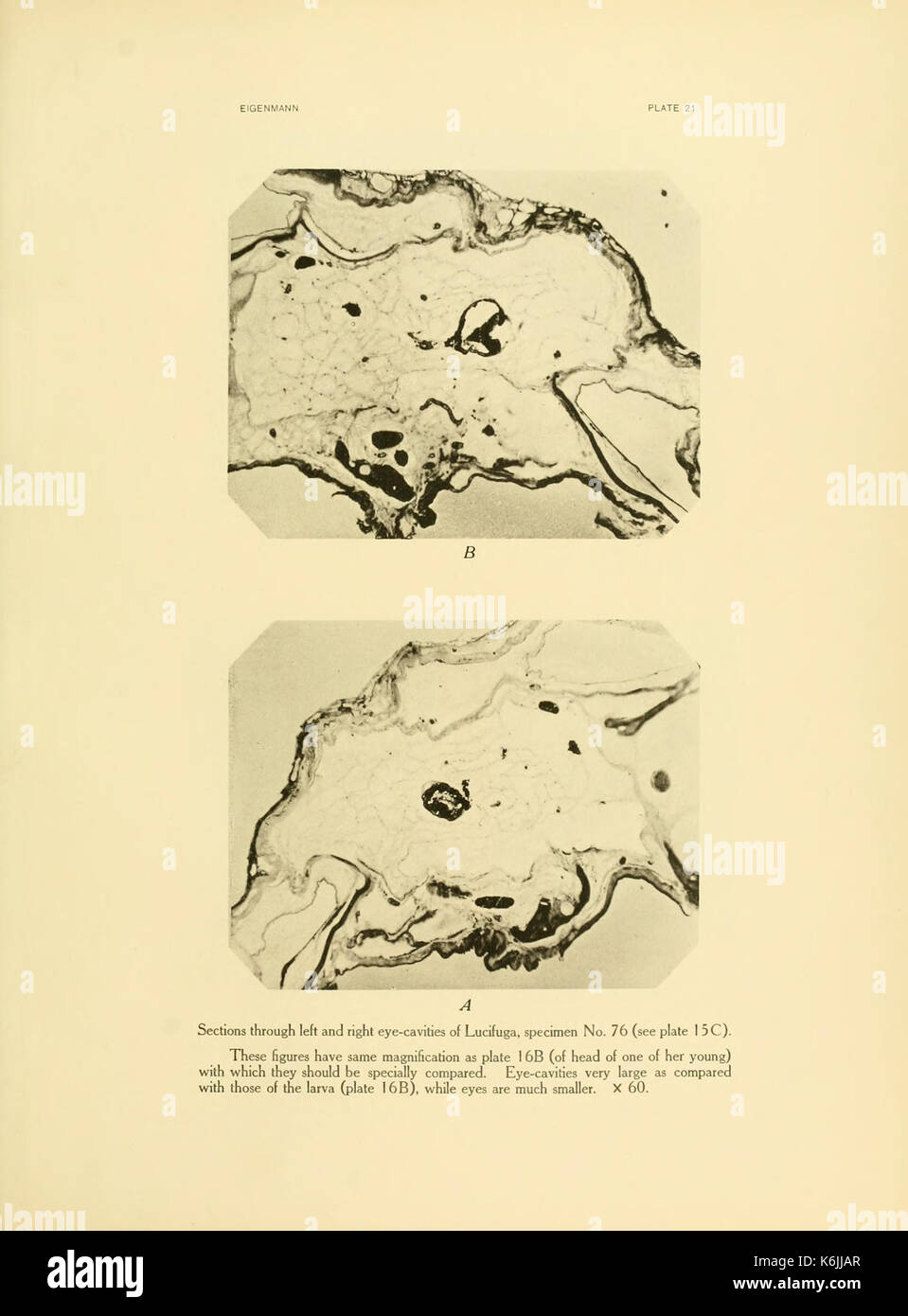 La planche 21 de « Cave Vertebrates of America » illustre diverses espèces de vertébrés trouvées dans les grottes à travers le continent américain, contribuant à la compréhension des écosystèmes des grottes et à l'adaptation des espèces. Banque D'Images