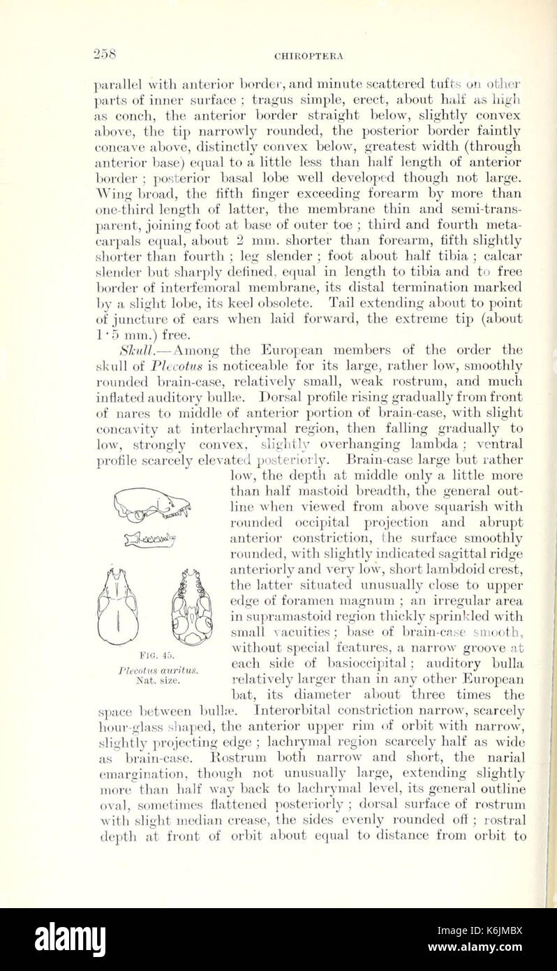 Catalogue des mammifères de l'Europe de l'ouest (Europe exclusive de la Russie) dans la collection du British Museum (page 258) BHL8421577 Banque D'Images