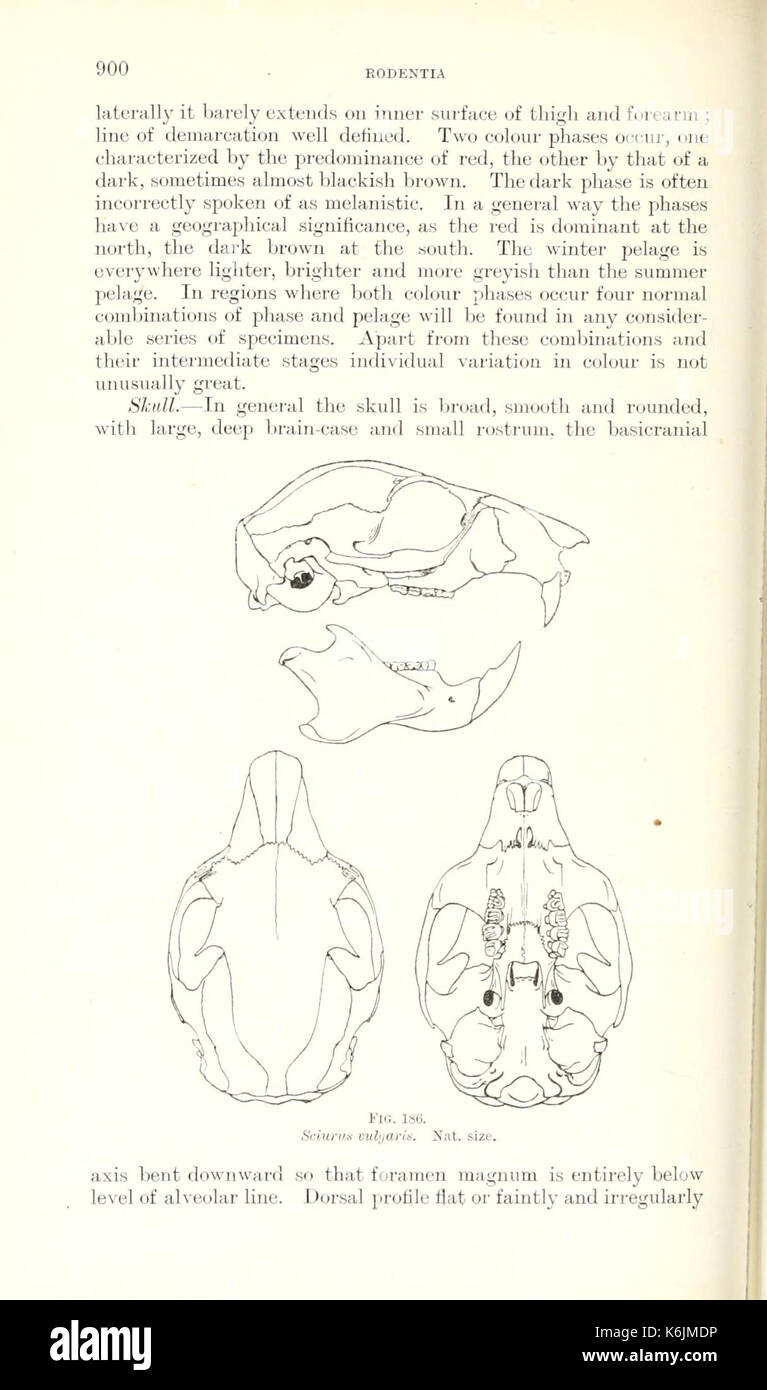 Catalogue des mammifères de l'Europe de l'ouest (Europe exclusive de la Russie) dans la collection du British Museum (page 900) BHL8422219 Banque D'Images