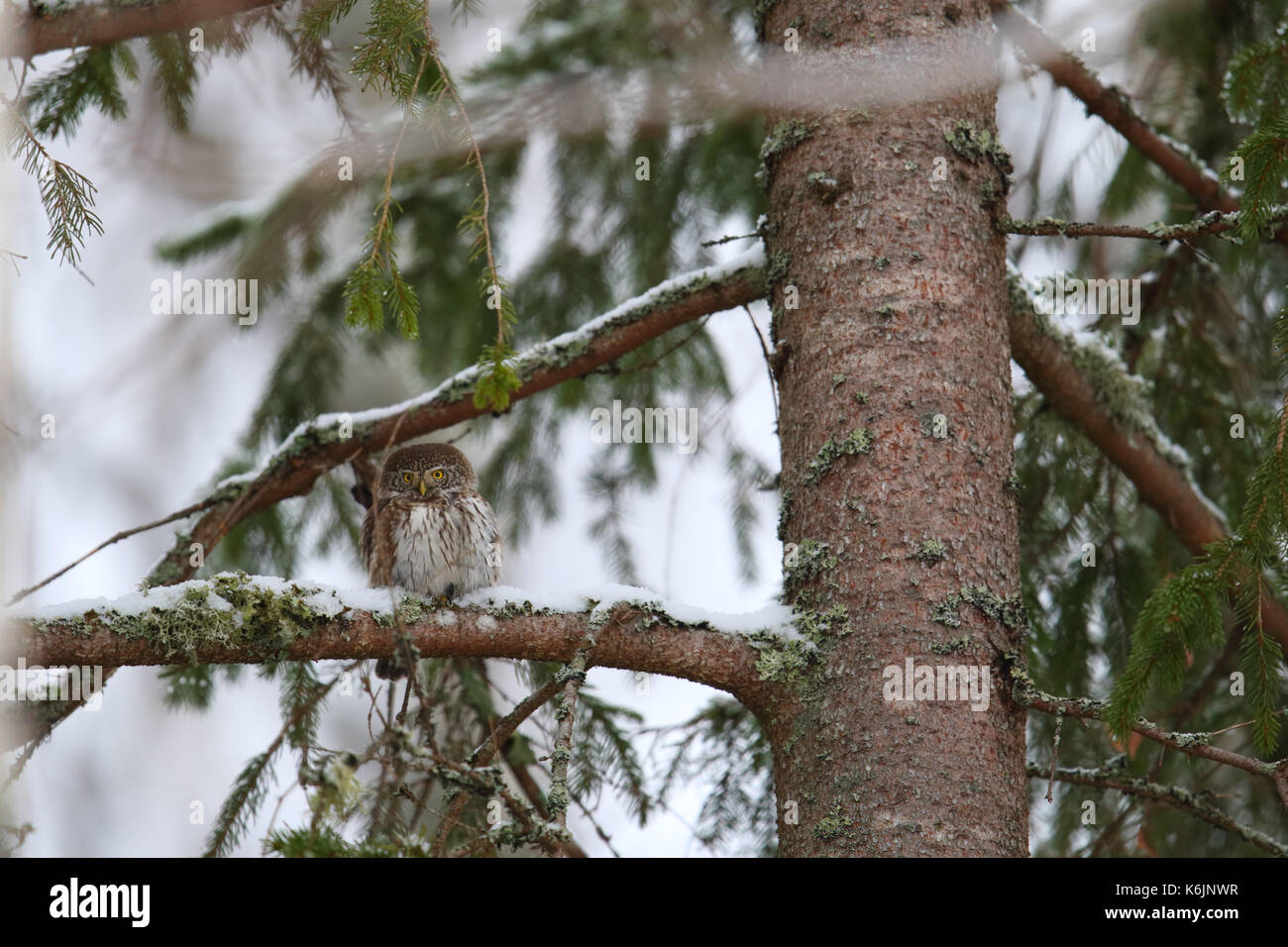 Chouette naine (Glaucidium passerinum) en hiver Banque D'Images