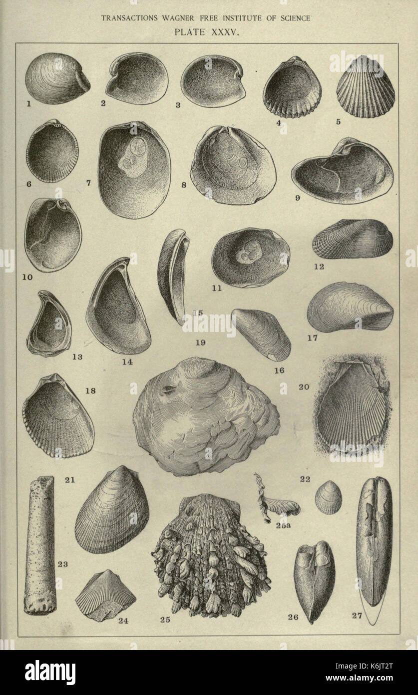 Contributions à la faune tertiaire de la Floride BHL22598154 Banque D'Images