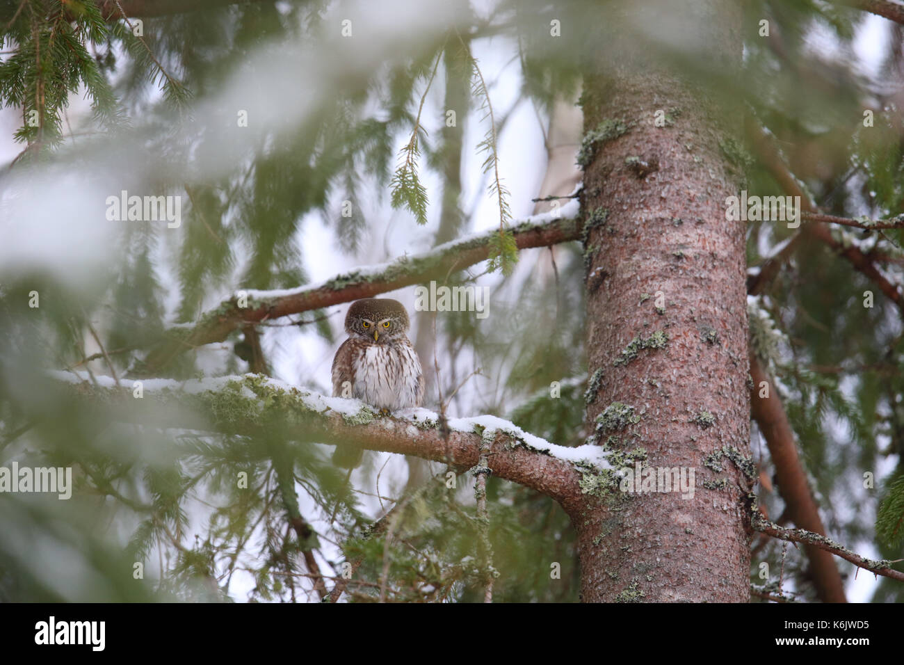 Chouette naine (Glaucidium passerinum) en forêt boréale. Banque D'Images