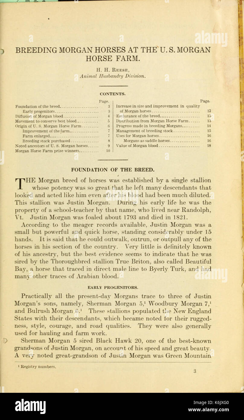 Morgan reproduction chevaux à la U.S. Morgan Horse Farm BHL42654570 Banque D'Images