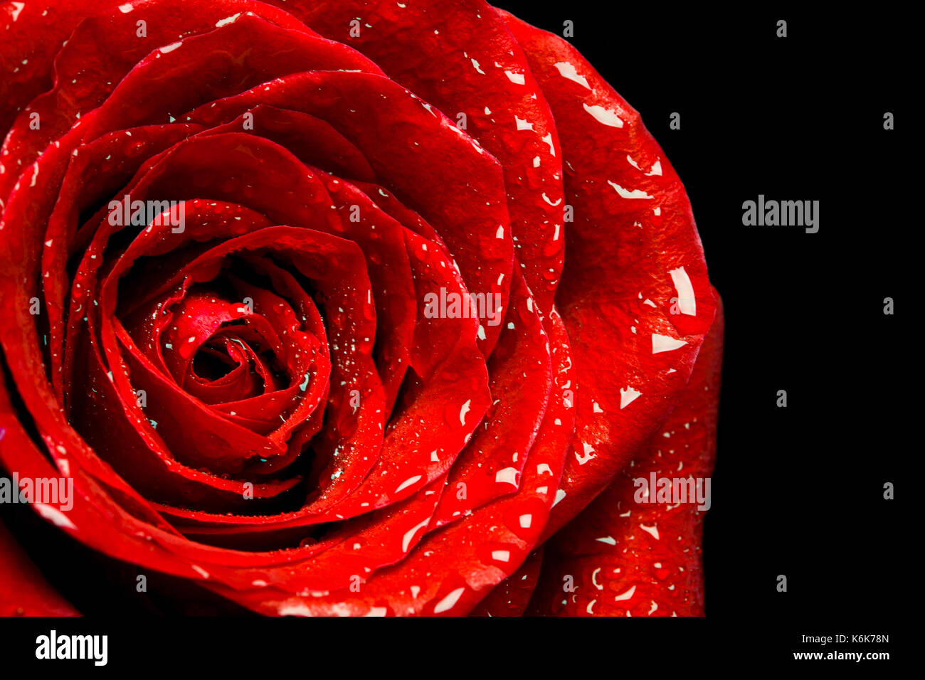 Belle rose rouge sur fond noir macro shot. Banque D'Images