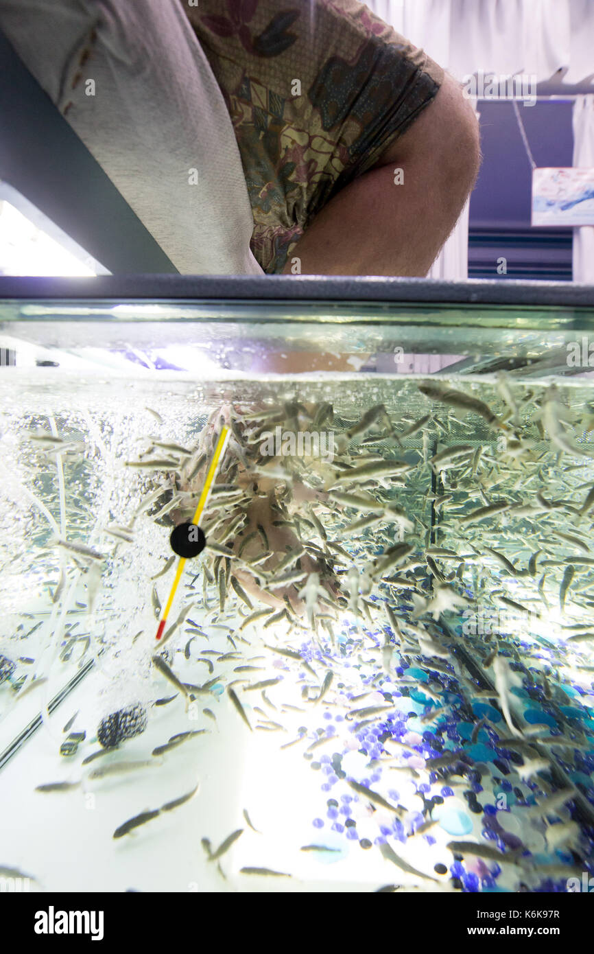 Fish spa pédicure bien-être des pieds Soins de la peau. Vue latérale des jambes des hommes dans l'aquarium. Banque D'Images