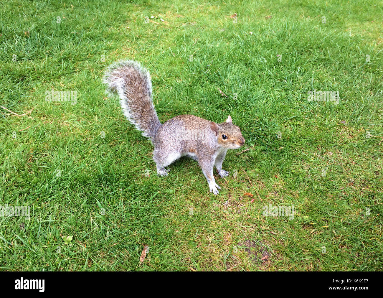 L'écureuil gris sur une pelouse, à Chester park, Derbyshire, Royaume-Uni Banque D'Images