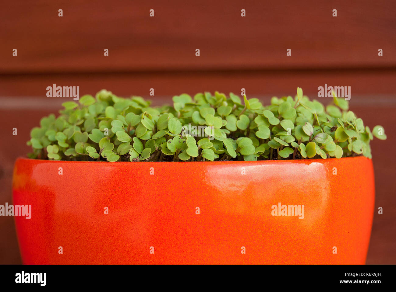 Frais rucola croissant dans un pot Banque D'Images