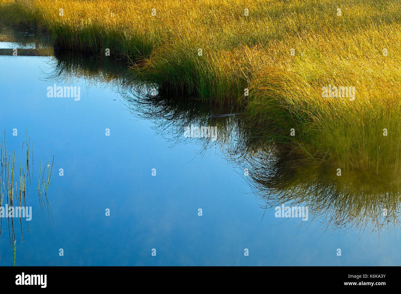 Une image paysage de marais d'herbes et de l'eau avec l'herbe en ce qui concerne les couleurs de l'automne au lac Maxwell Alberta Canada. Banque D'Images