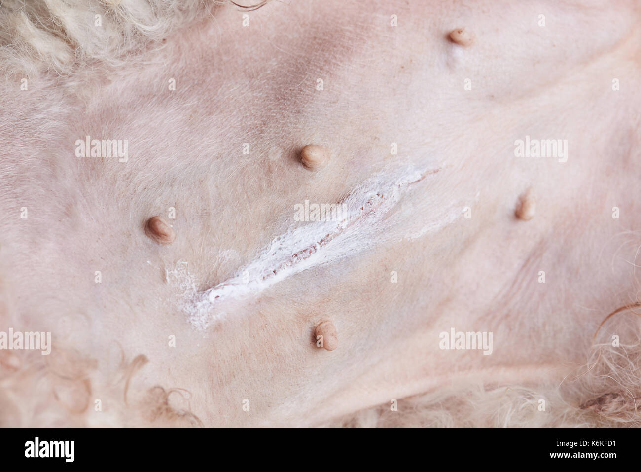 Pyomètre chien chirurgie. chien concept chirurgie cicatrice sur le ventre du chien. Banque D'Images Pyomètre chien chirurgie. chien concept chirurgie cicatrice sur le ventre du chien. Banque D'Images