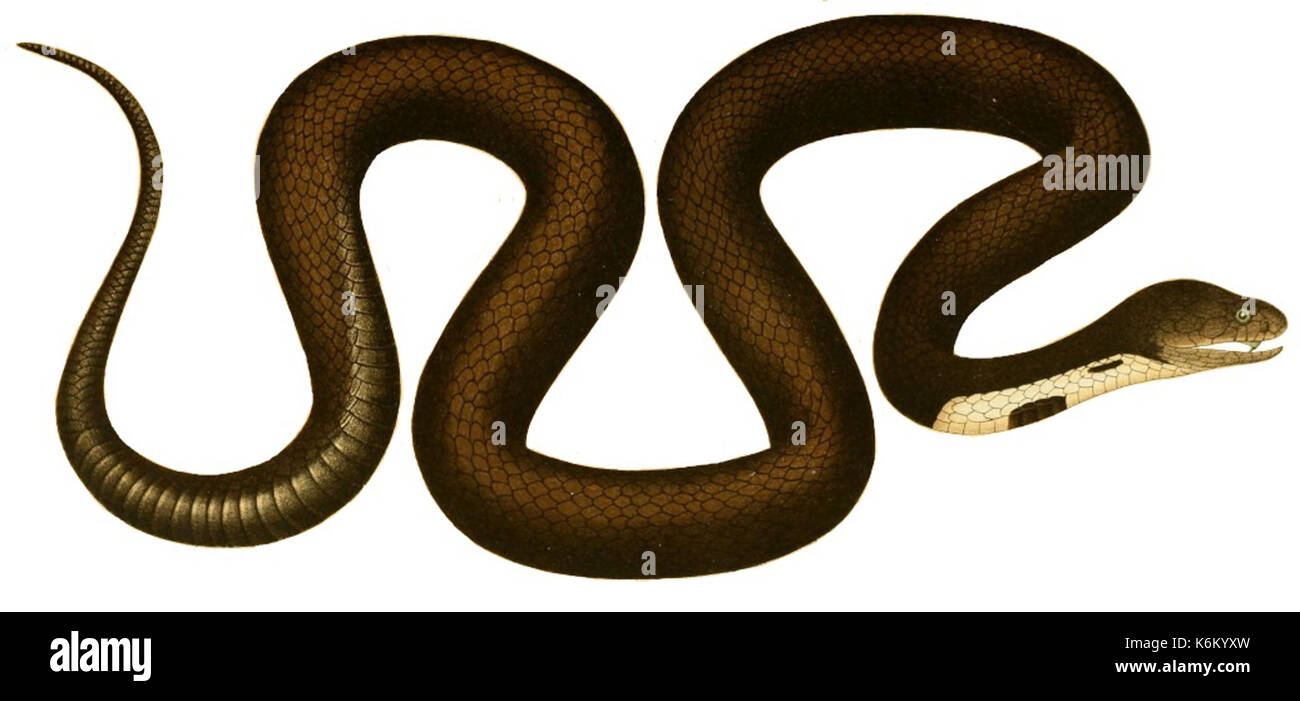 De voornaamste giftslangen van Nederlandsch Oost Indie (planche X) fond blanc Banque D'Images