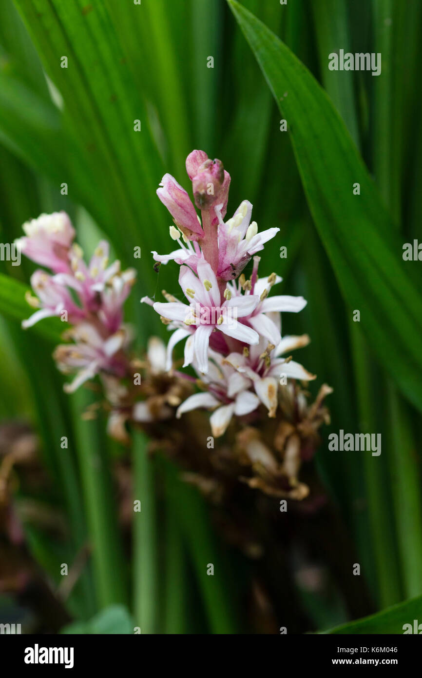 Fleurs de l'Australian produites lily turf, liriope muscari 'Isabella' Banque D'Images