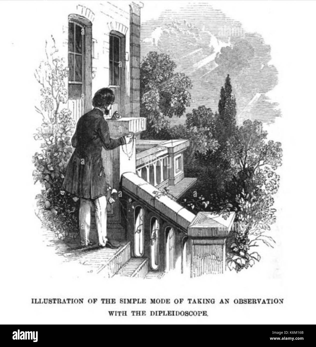 DentDipleidoscope01 Banque D'Images