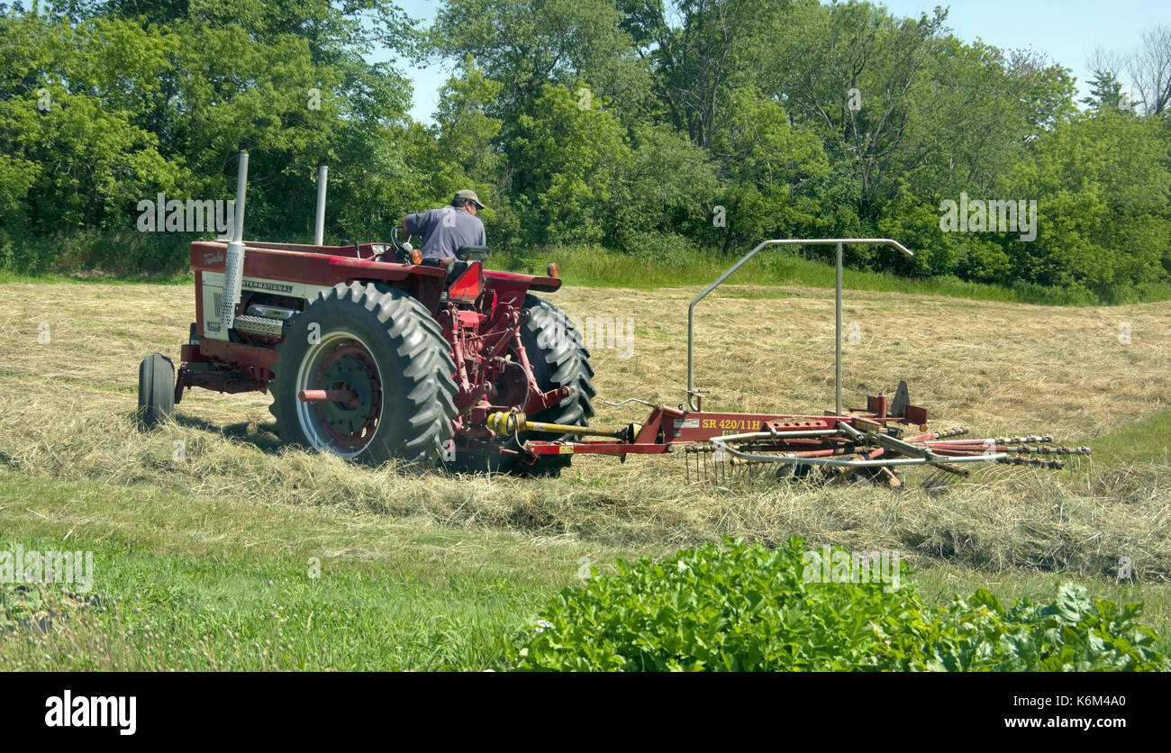 Agriculteur sur le tracteur nouveau râteau foin fauché avec râteau Banque D'Images
