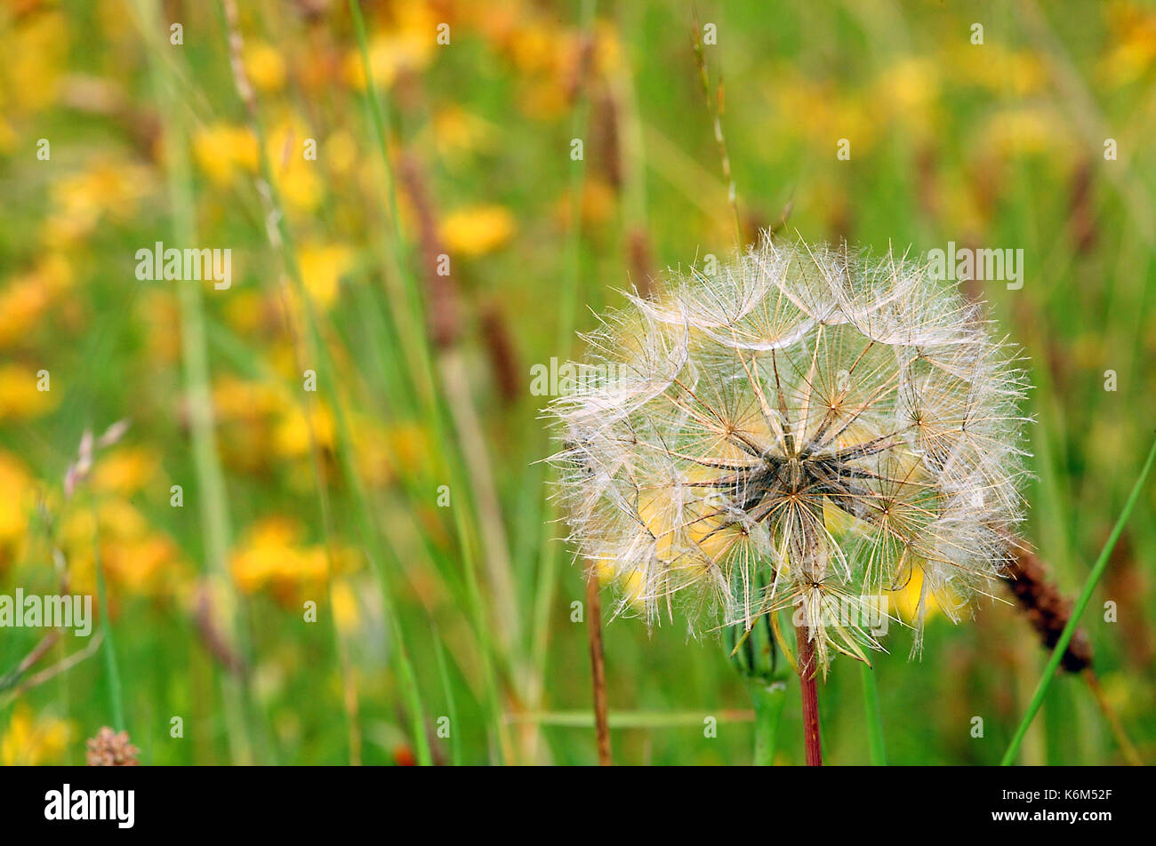 Jack-go-au lit à midi (Tragopogon pratensis) Banque D'Images