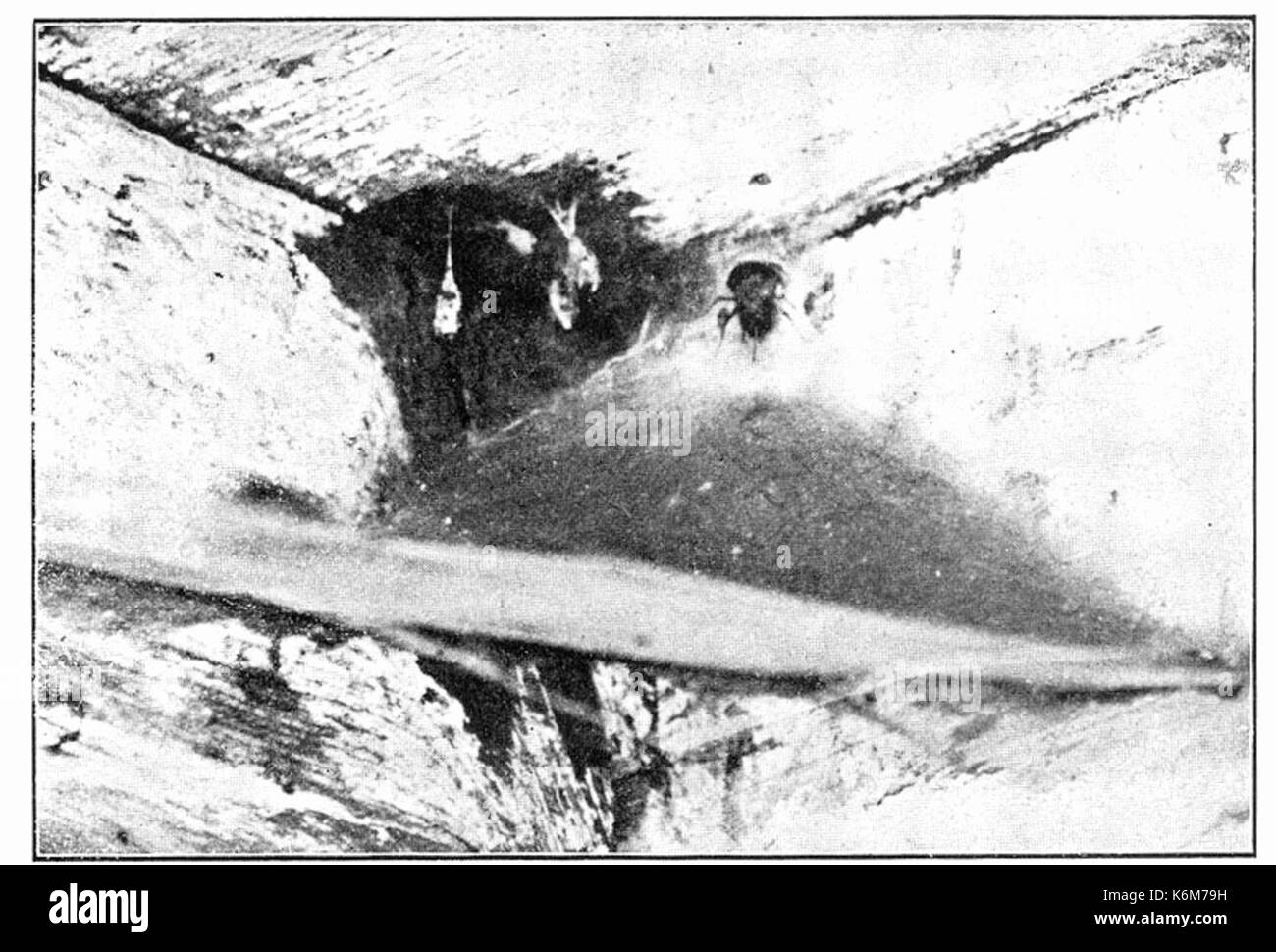 Les araignées communes 231 aux États-Unis Banque D'Images