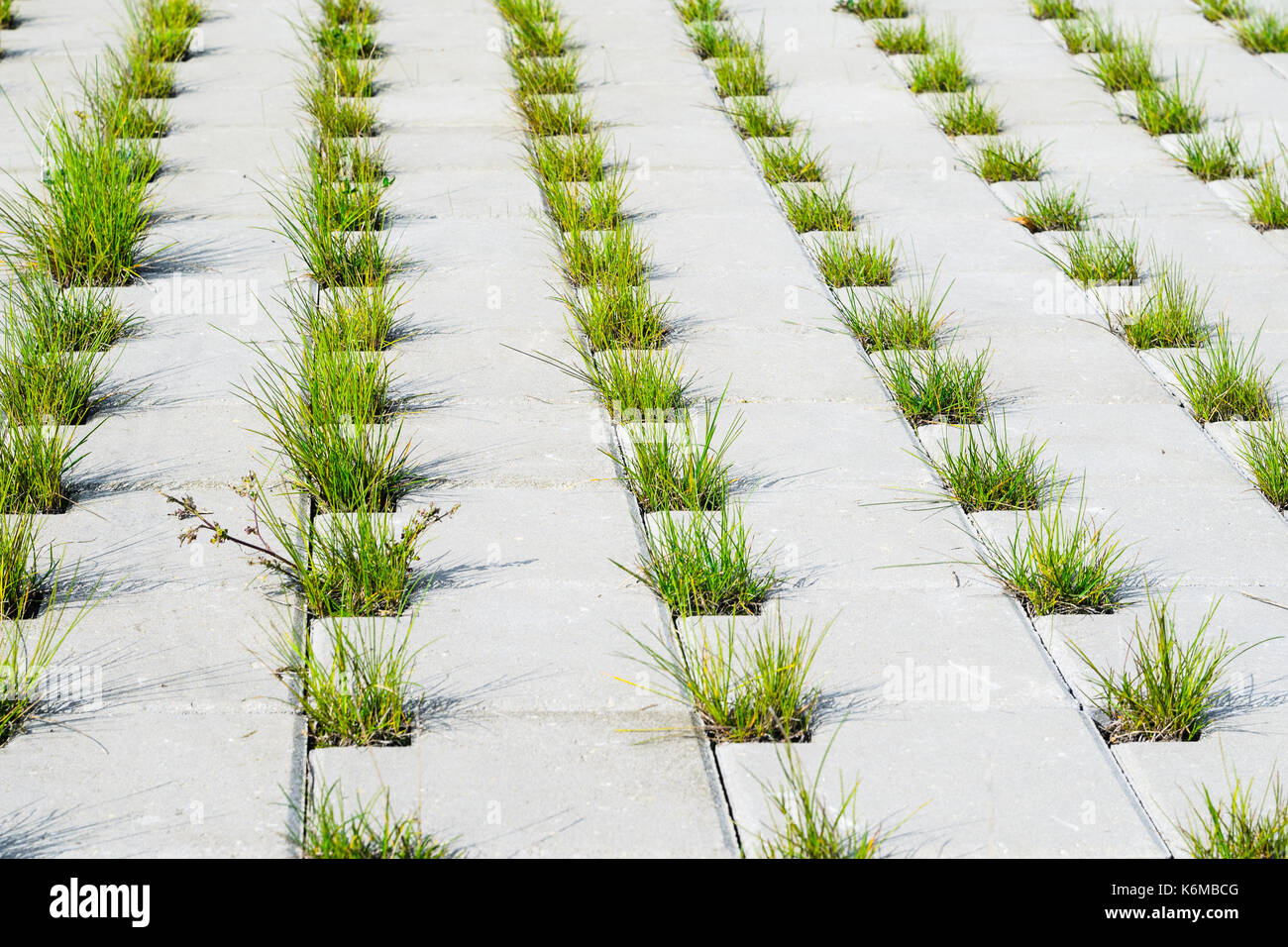 Le chemin est pavé de béton gris pavés avec des trous pour l'herbe. perspective. gray cobblestone dans une forme de réseau et de l'herbe dans les trous Banque D'Images