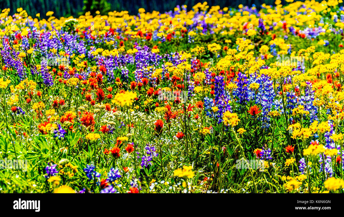 Une abondance de fleurs sauvages en haute montagne de la Shuswap Highlands dans le centre de la Colombie-Britannique, Canada Banque D'Images