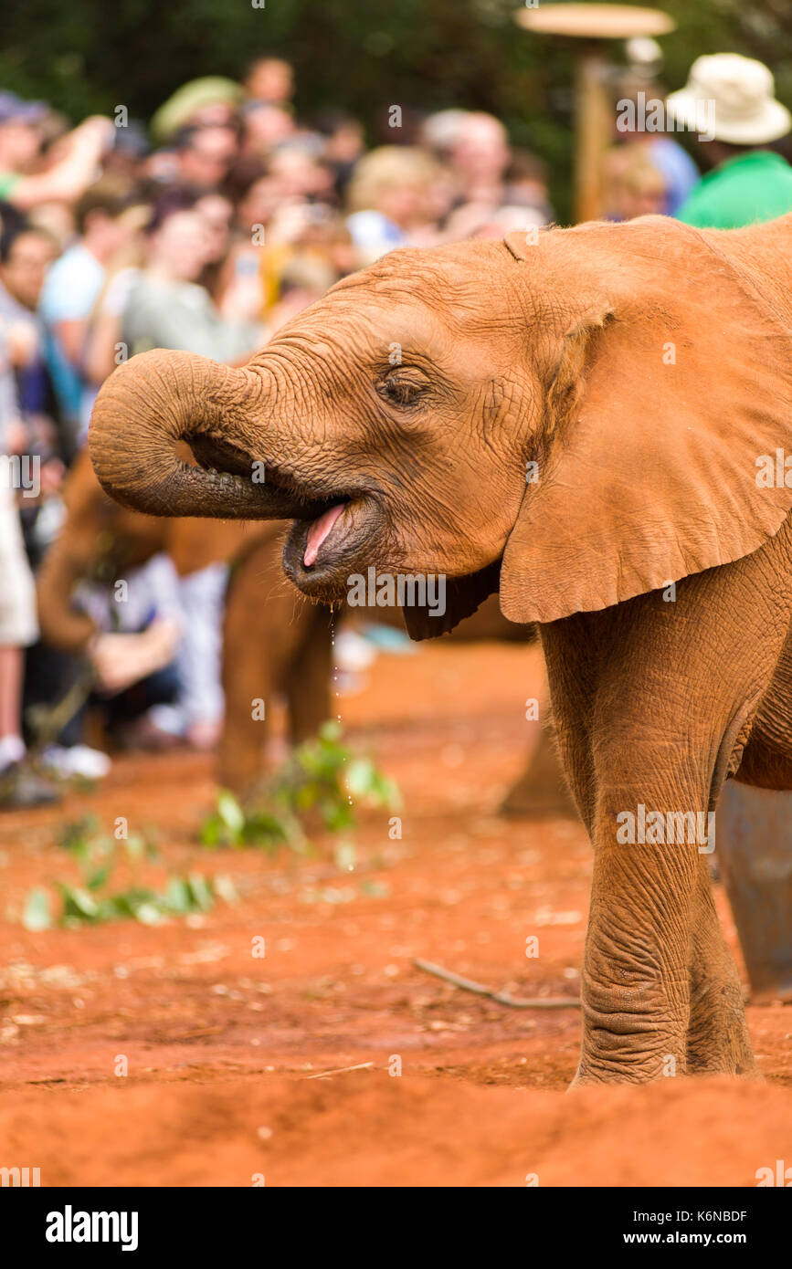 Bébé juvénile bush africain elephant (Loxodonta africana) pendant l'heure des repas à l'orphelinat des éléphants David Sheldrick, Nairobi, Kenya Banque D'Images