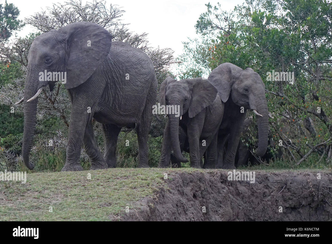 Troupeau d'éléphants en Afrique famille Banque D'Images