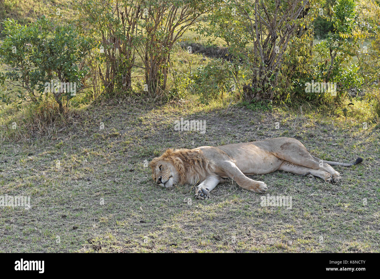 Dormir à l'ombre de lion kenya safari Banque D'Images