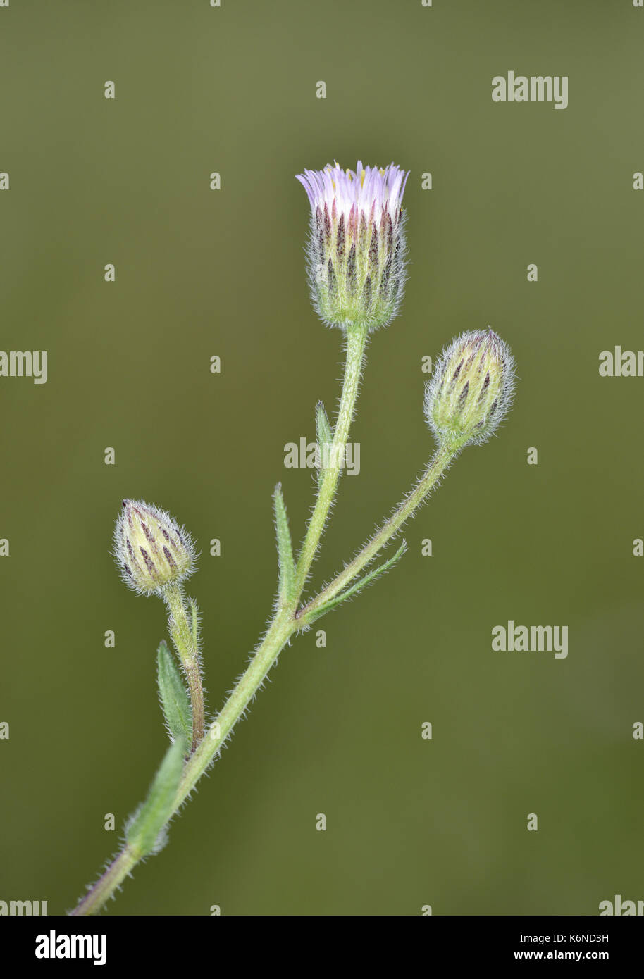 Fleabane erigeron acer - bleu Banque D'Images