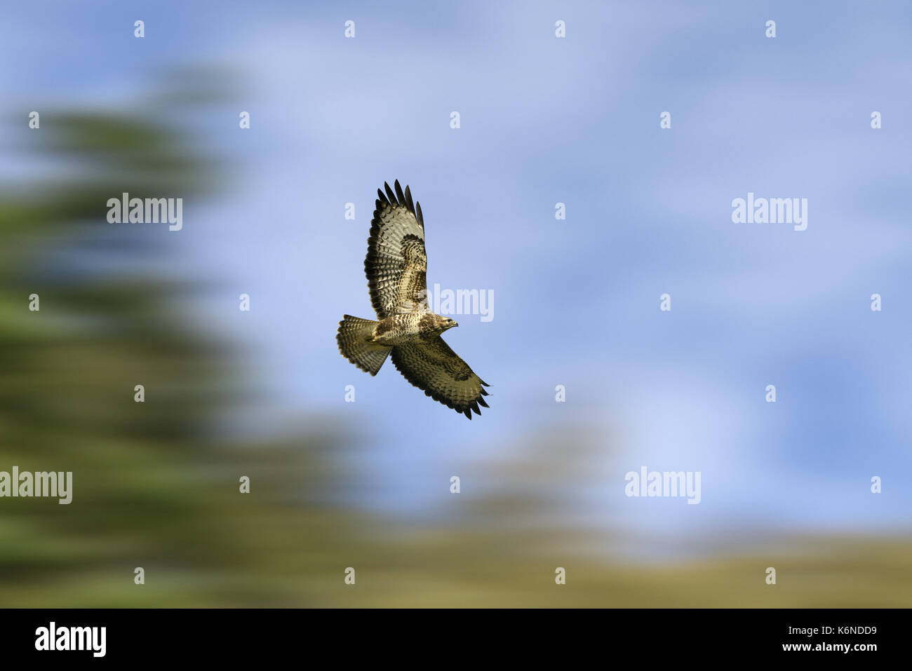 Buse variable - Buteo buteo Banque D'Images