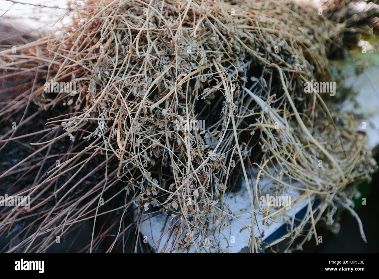 herbe sèche Banque D'Images