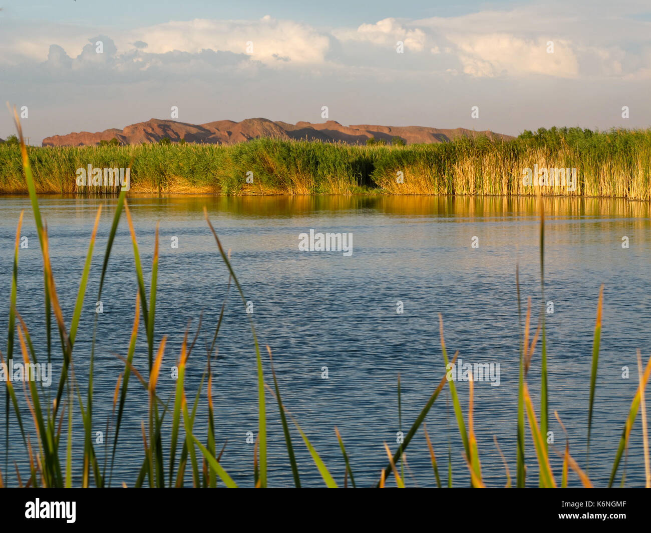 Clark County wetlands park, Las Vegas, Nevada Banque D'Images