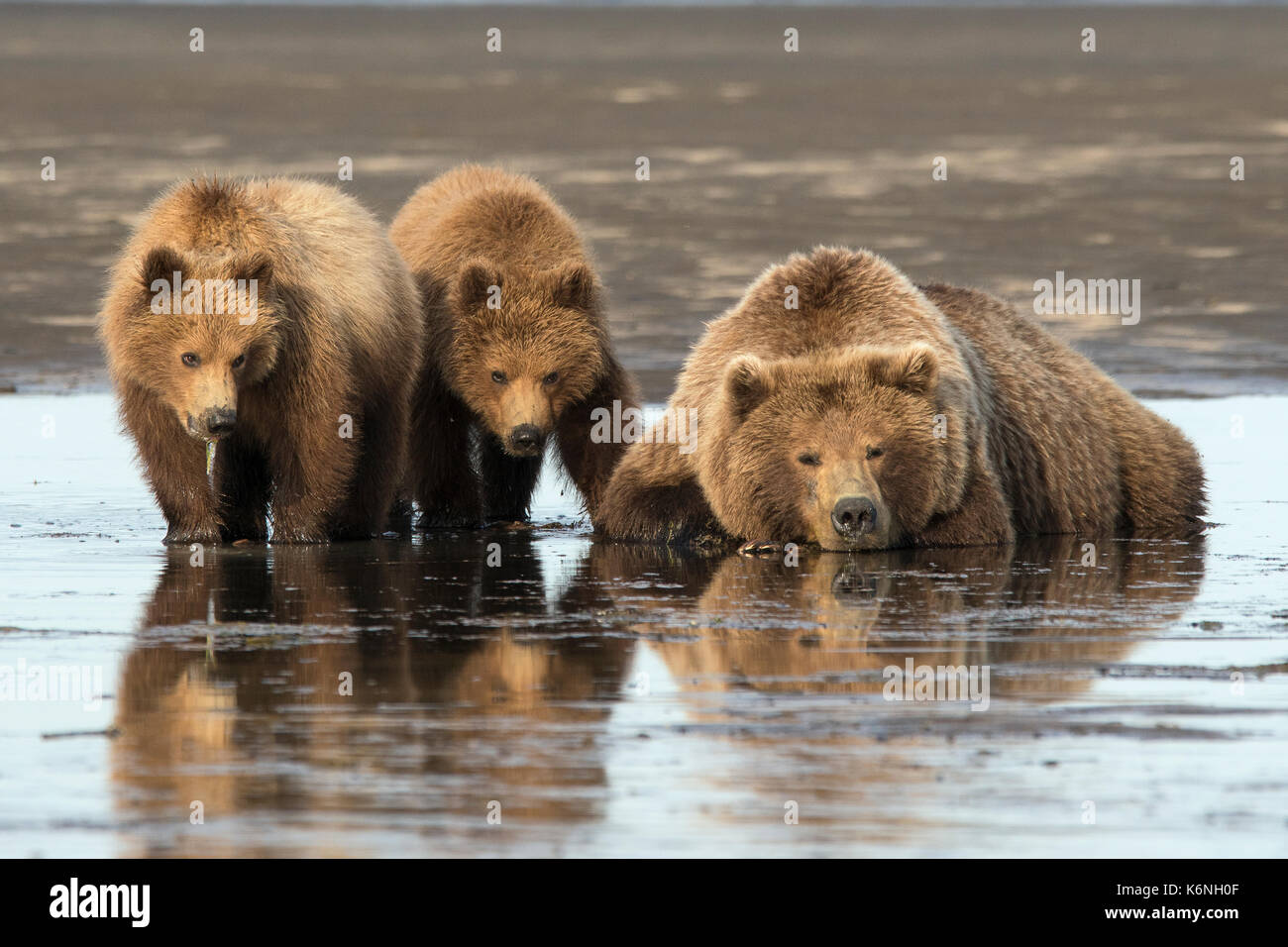 Brown Bear sow et les oursons reflétant Banque D'Images