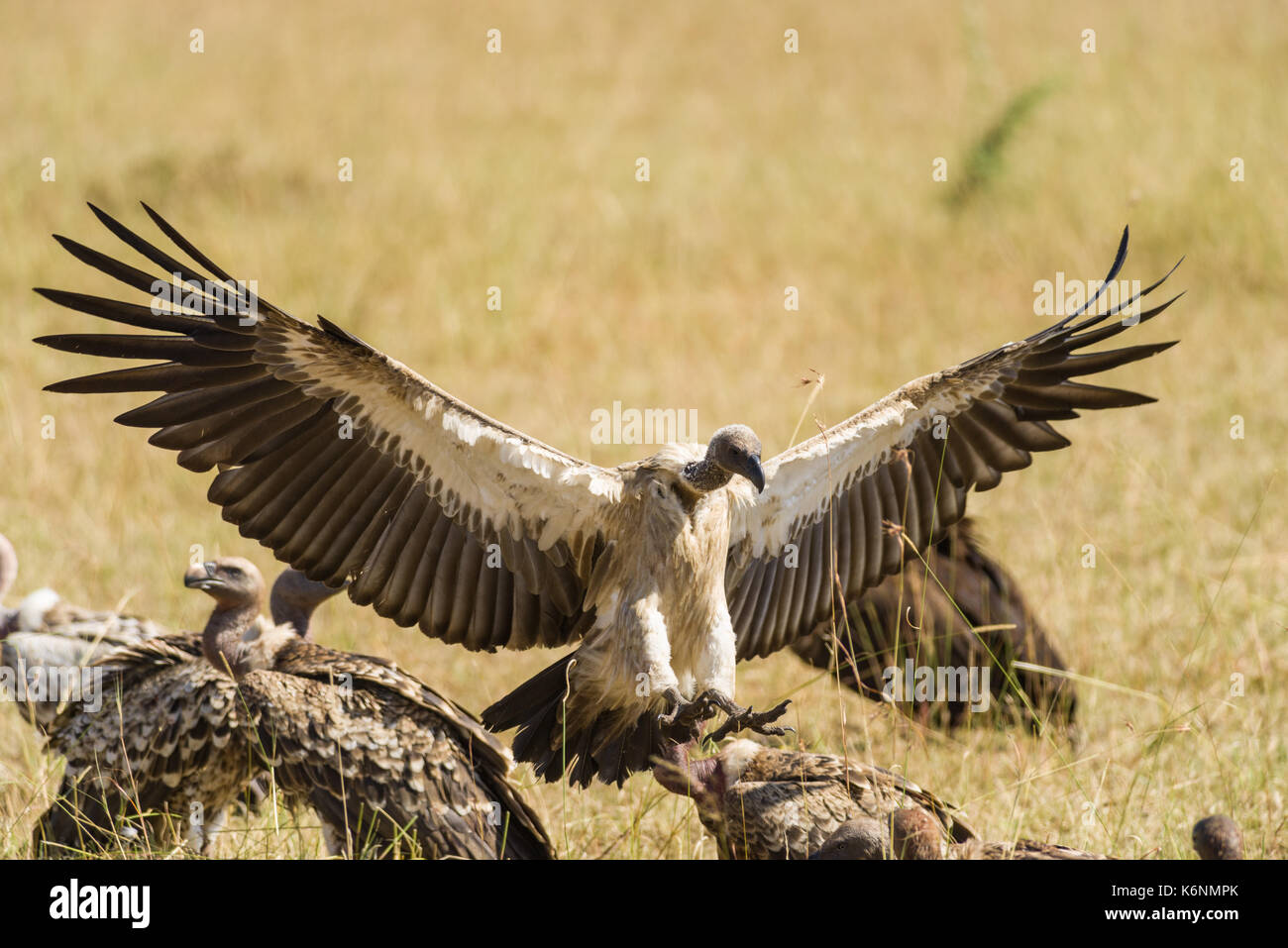 Vautour africain (Gyps africanus) en vol, Masai Mara, Kenya Banque D'Images