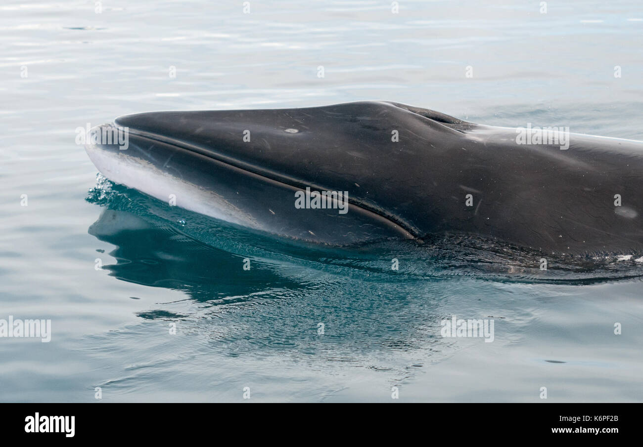 Petit rorqual de l'antarctique, péninsule antarctique Banque D'Images