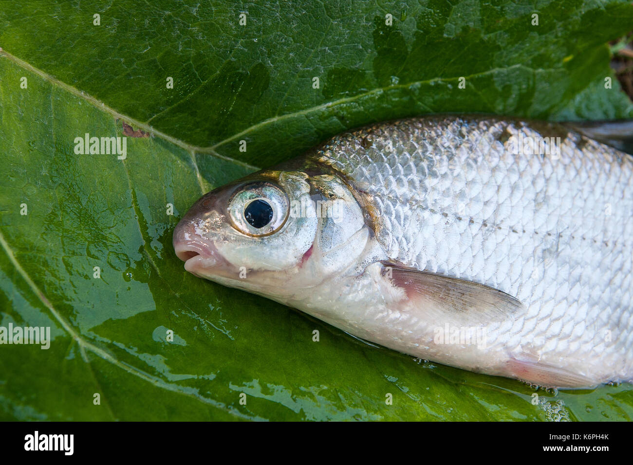 Vue rapprochée de la juste pris de l'eau blanche d'eau douce Poissons d'argent daurade ou Blicca bjoerkna connus comme sur l'herbe verte. Banque D'Images