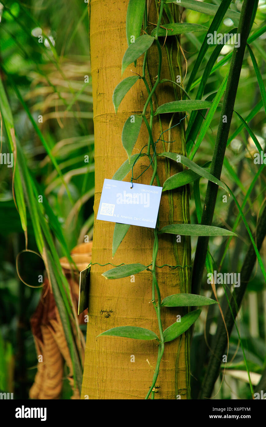 Vanilla planifolia plante dans la Palm House, Royal Botanic Gardens, Kew, Londres, Angleterre, Royaume-Uni Banque D'Images
