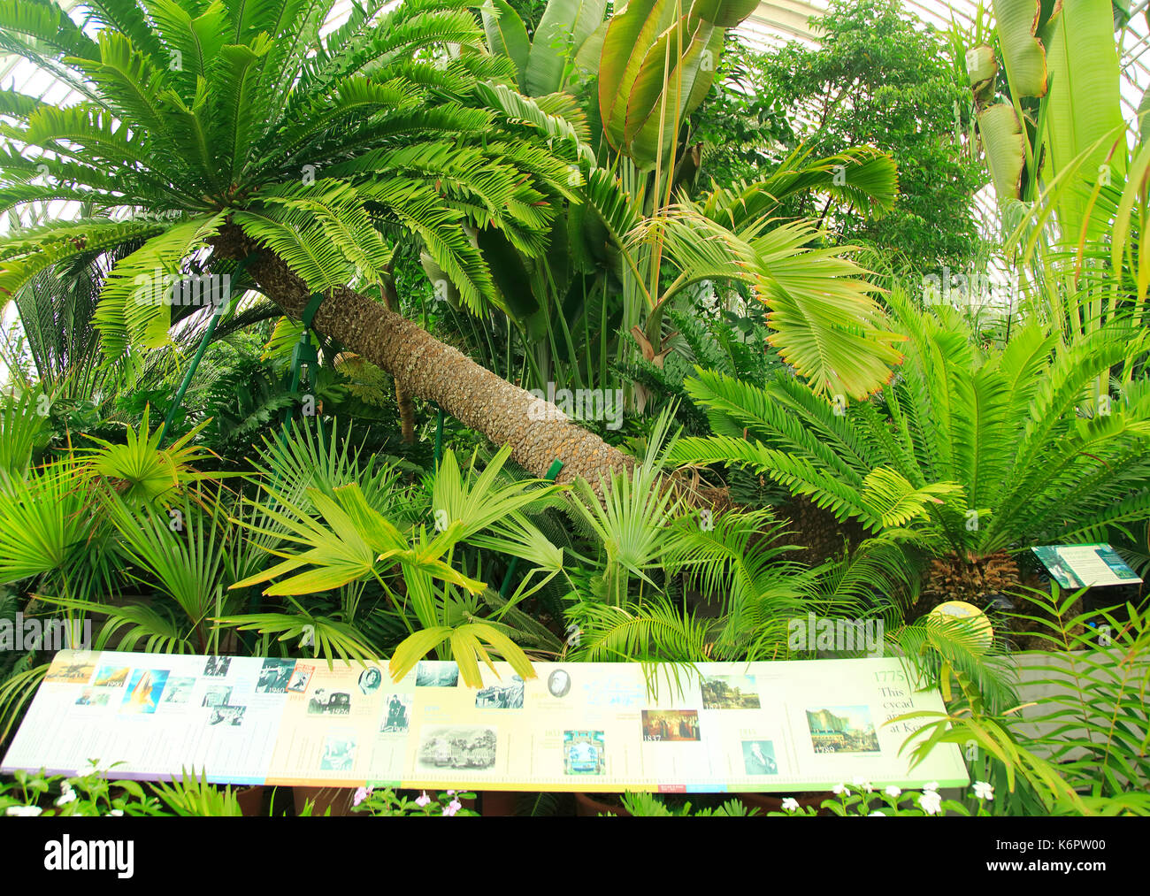 À l'intérieur de la Palm House at Royal Botanic Gardens, Kew, Londres, Angleterre, Royaume-Uni Banque D'Images