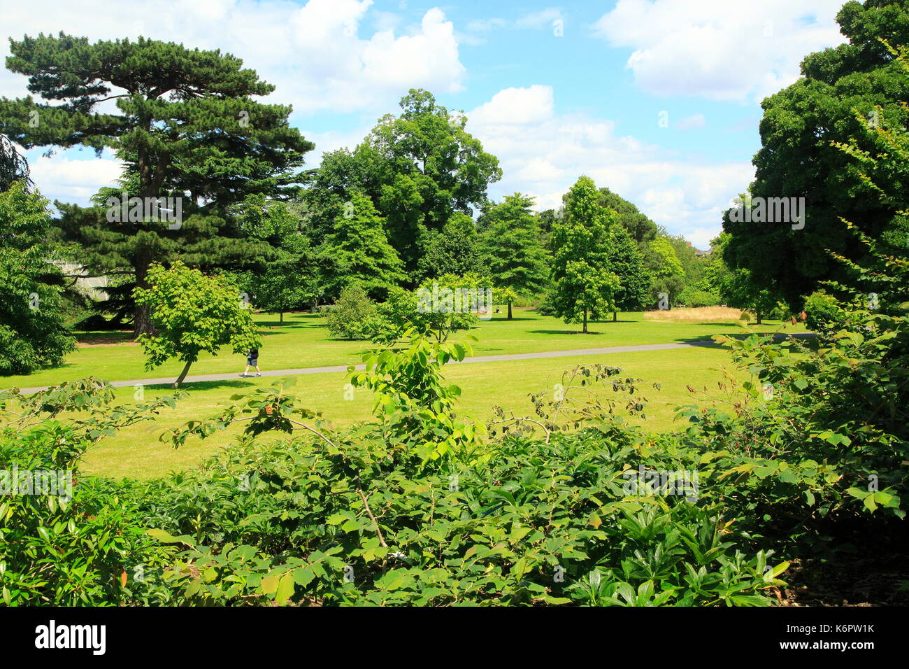 Arbres et pelouse en été à Royal Botanic Gardens, Kew Gardens, London, England, UK Banque D'Images
