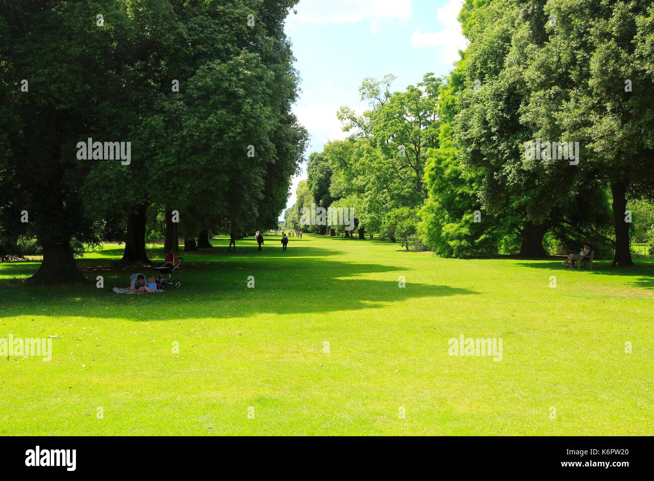 Arbres et pelouse en été à Royal Botanic Gardens, Kew Gardens, London, England, UK Banque D'Images