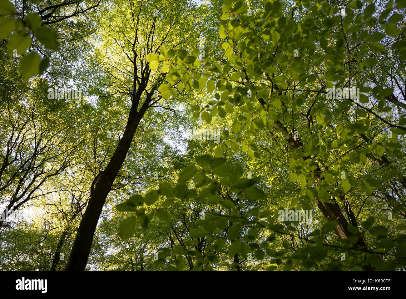 Buchenwald im Frühling, Frühjahr, Hochwald aus Rotbuche, Rot-Buche, Buche, Buchen, Blätterdach, Fagus sylvatica, Beech commun, Europaen Beech, Fayard, Banque D'Images