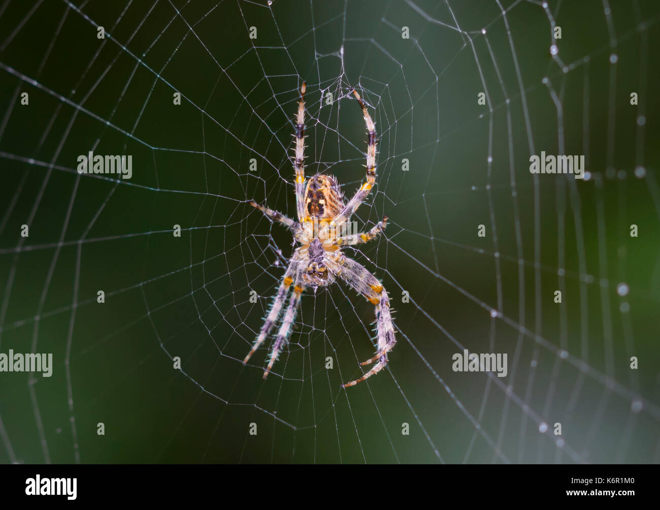 Orb Weaver (Araneus Diadematus spider, araignée des jardins européens Diadem, Spider, Spider Cross) sur un site web à l'automne au Royaume-Uni. Gros plan d'araignées. Macro araignée Banque D'Images