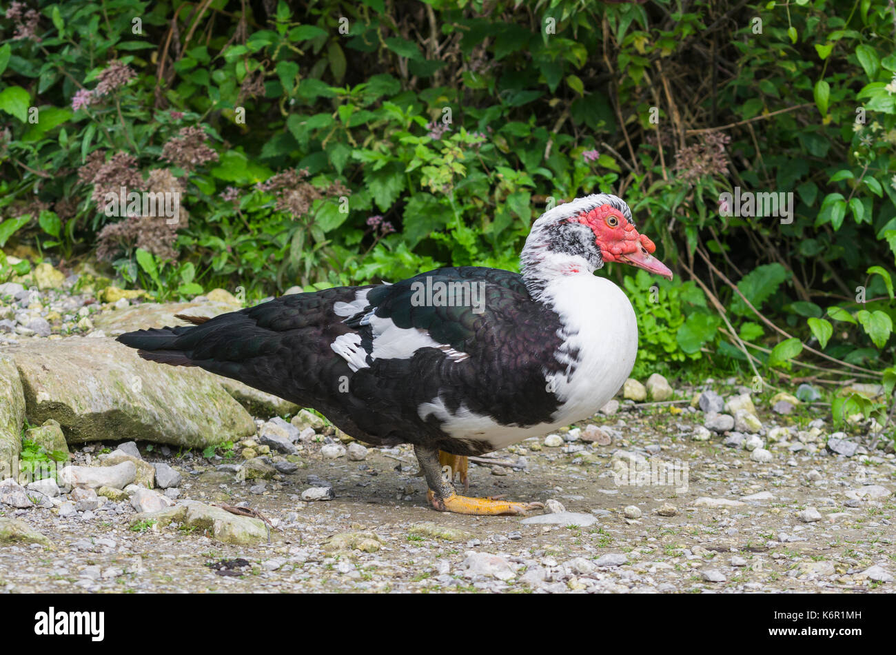 Le canard de Barbarie (Cairina moschata), des profils drake (mâle), debout sur le terrain dans le West Sussex, Angleterre, Royaume-Uni. Banque D'Images