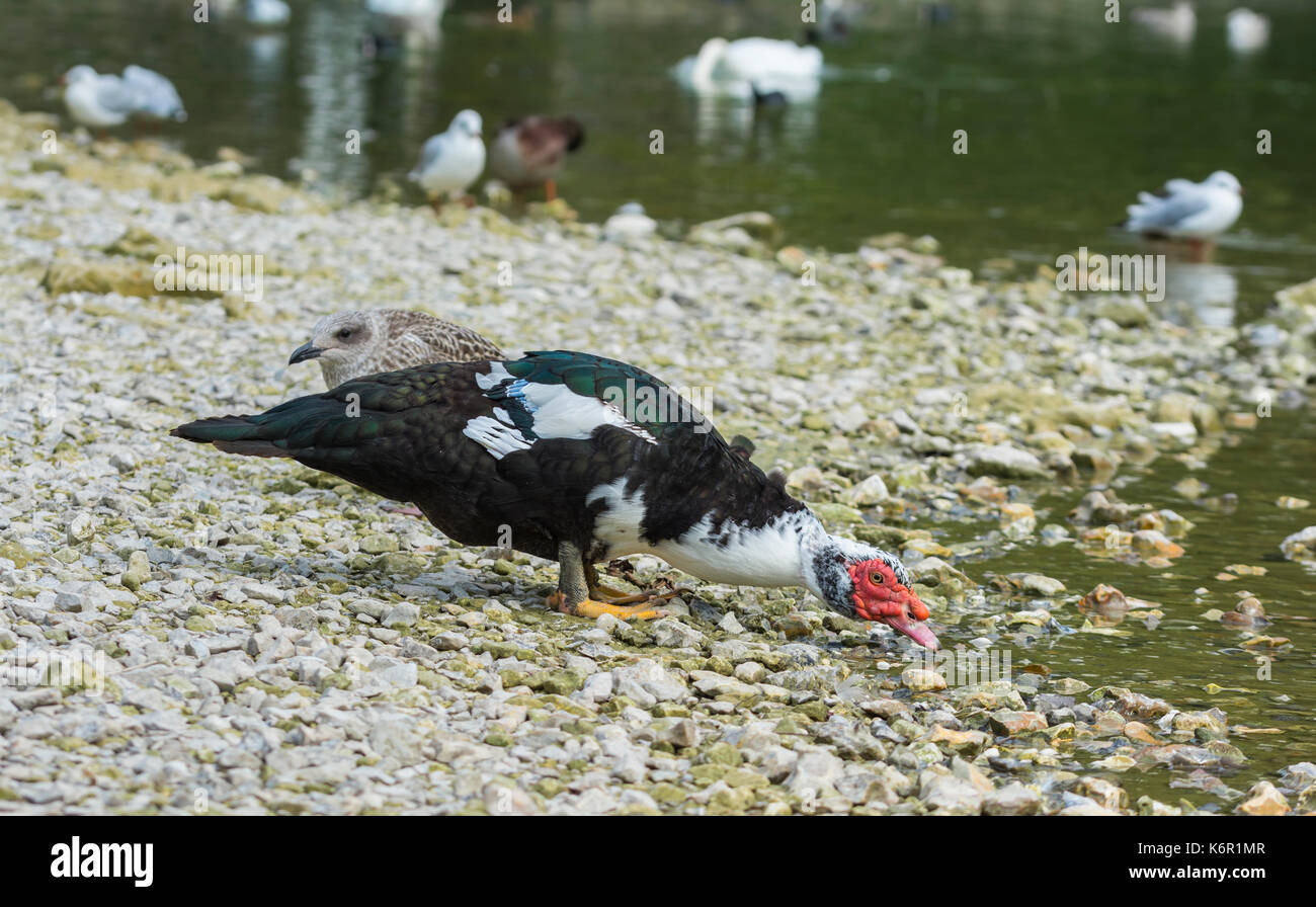 Muscovy duck drake adultes (Cairina moschata) debout sur terre tandis que l'eau potable d'un lac dans le West Sussex, Angleterre, Royaume-Uni. Banque D'Images