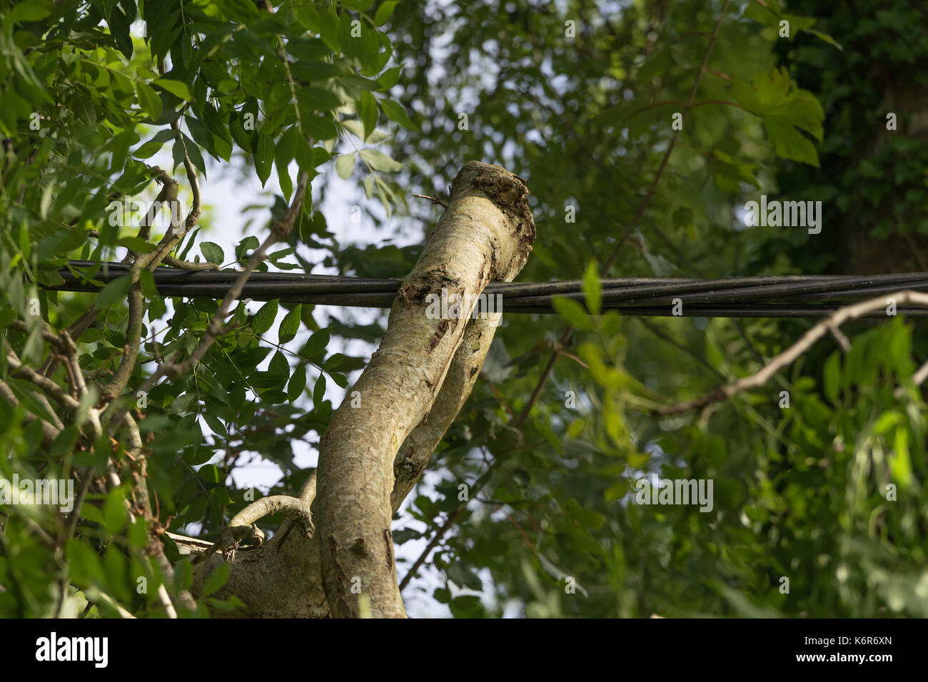 Direction générale de l'arbre tombé enroulé autour d'une ligne électrique à la suite de vents violents, Pembrokeshire, uk Banque D'Images