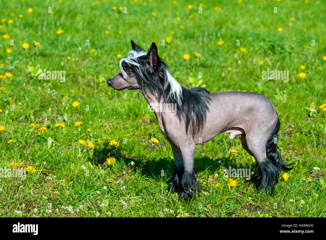 Chien Chinois à Crête noire. les promenades pour chien chinois à crête sur l'herbe du parc. Banque D'Images