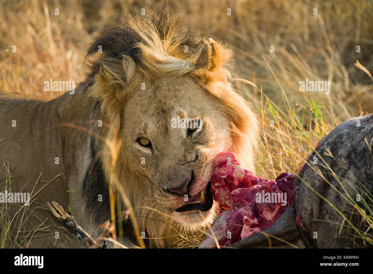 Male lion (Panthera leo) de manger des gnous morts carcasse, Masai Mara, Kenya Banque D'Images