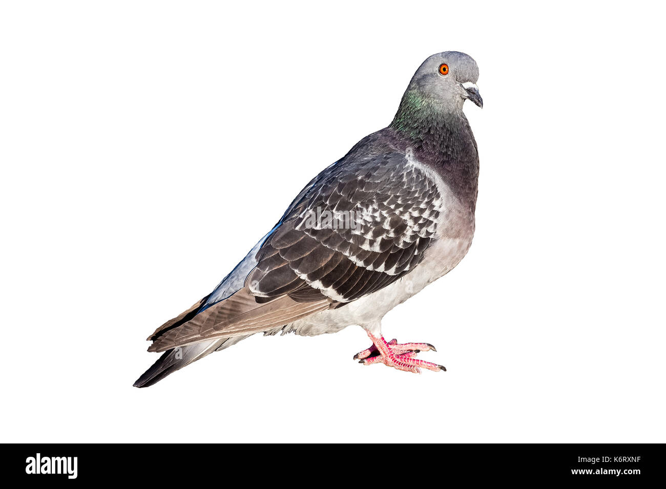 Taube freigestellt vor weissem hintergrund - Columba livia domestica, Vogel, fliegen, gefiedert federkleid, FEDER,, Umwelt, Jagen, wildtier, natur, au Banque D'Images