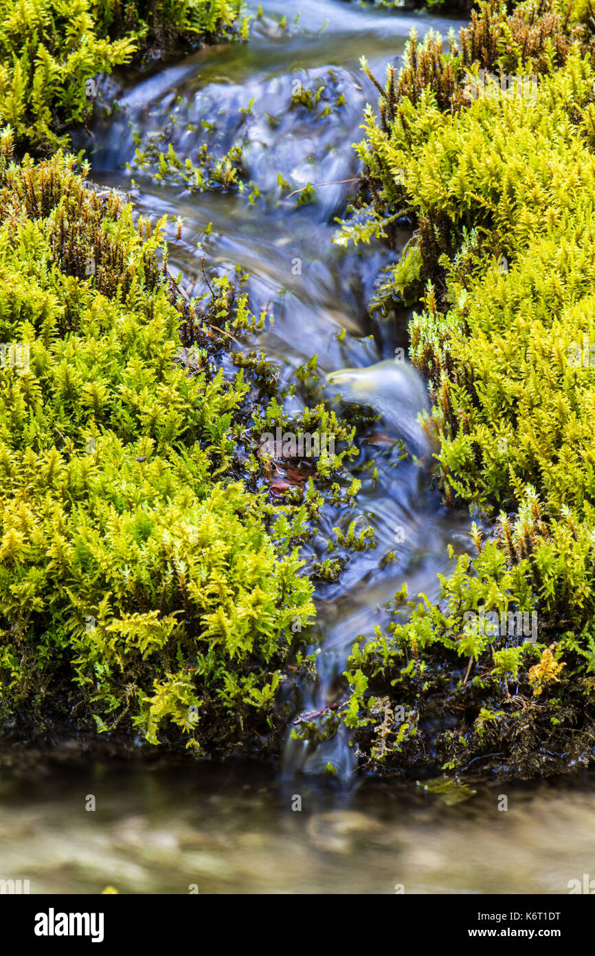 Petit ruisseau au milieu des roches couvertes de mousse Banque D'Images