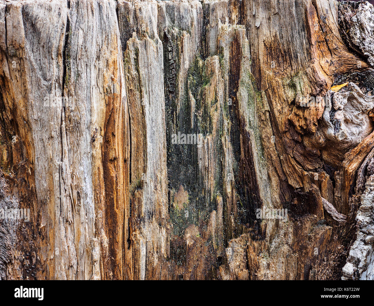 Vieil arbre texture bois, anneau de croissance annuelle Banque D'Images