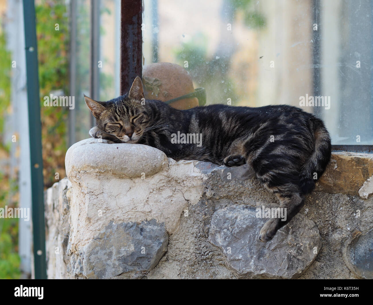 Un chat est en appui sur un mur, quelque part dans le sud de la france. Banque D'Images