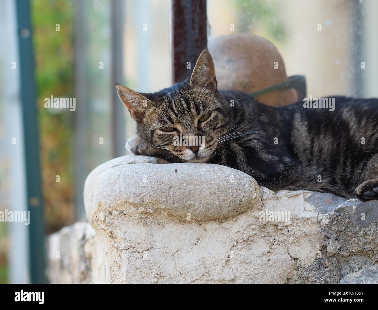 Un chat est en appui sur un mur, quelque part dans le sud de la france. Banque D'Images